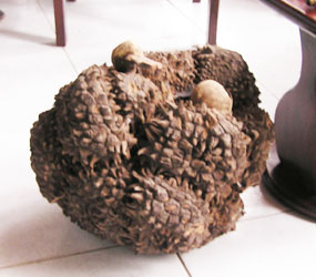 L'ivoire végétal